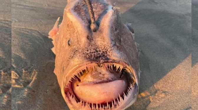 Scary rare fish spotted on a beach in San Diego.