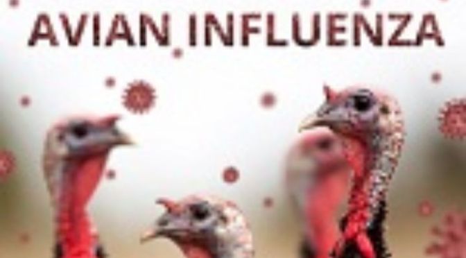 Avian influenza is also called as Bird flu. Avian influenza refers to the disease caused by infection with avian (bird) influenza (flu) Type A viruses.